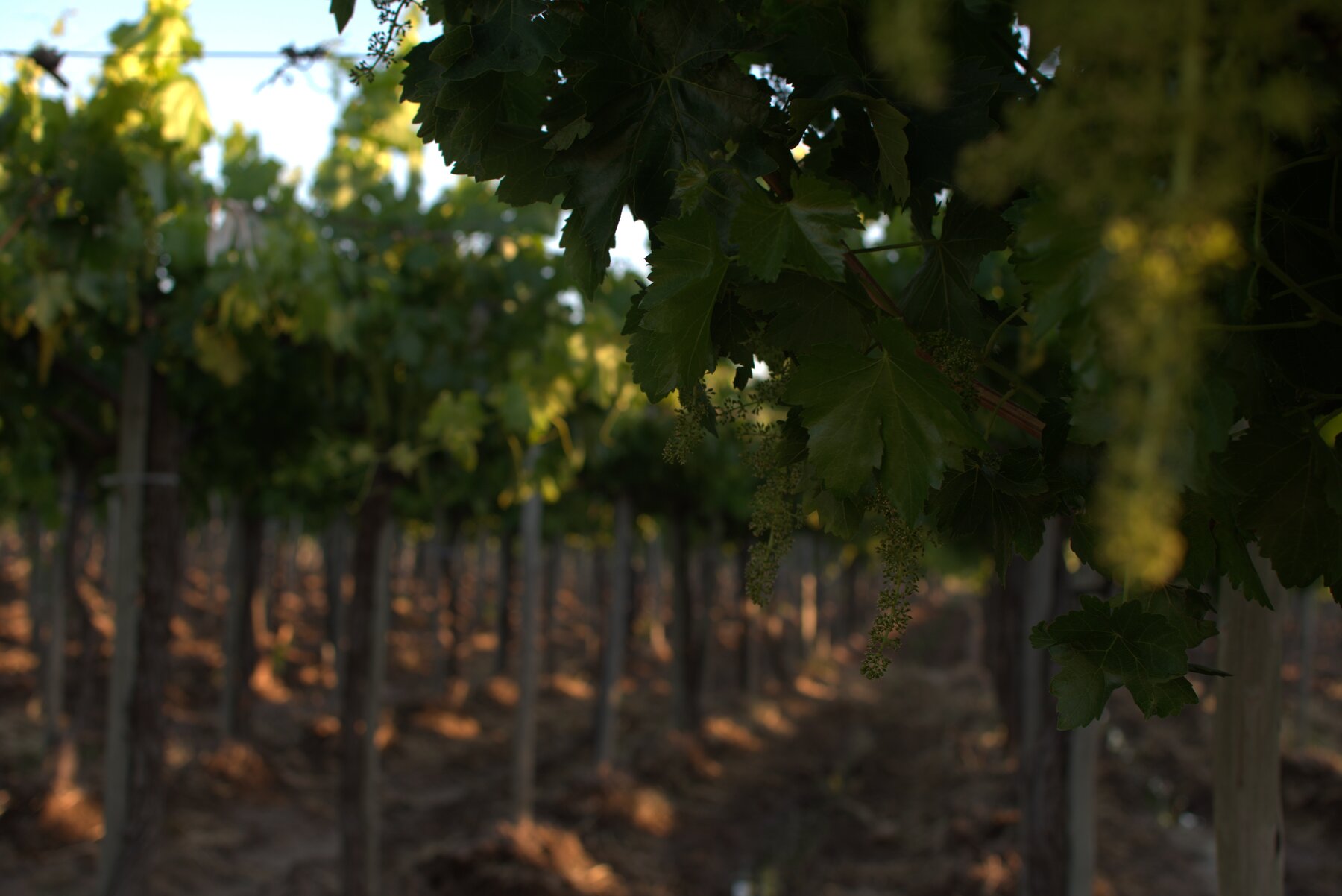 Detalle de la vid en las fincas de Agrícola Sánchez Sánchez